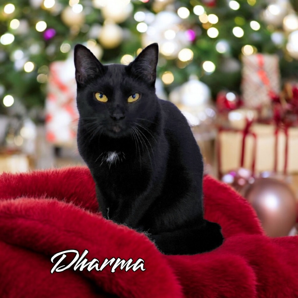 Dharma, an adoptable Domestic Short Hair in Port Clinton, OH, 43452 | Photo Image 1