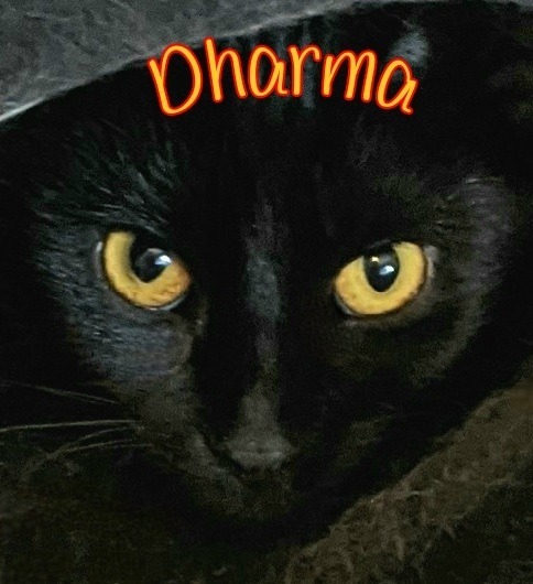 Dharma, an adoptable Domestic Short Hair in Port Clinton, OH, 43452 | Photo Image 2
