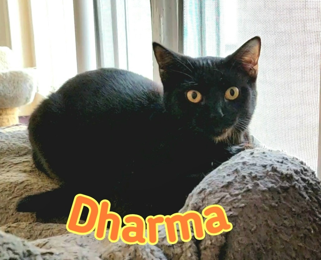 Dharma, an adoptable Domestic Short Hair in Port Clinton, OH, 43452 | Photo Image 3