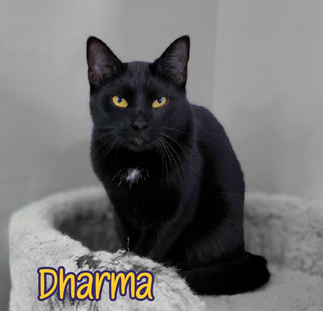 Dharma, an adoptable Domestic Short Hair in Port Clinton, OH, 43452 | Photo Image 4