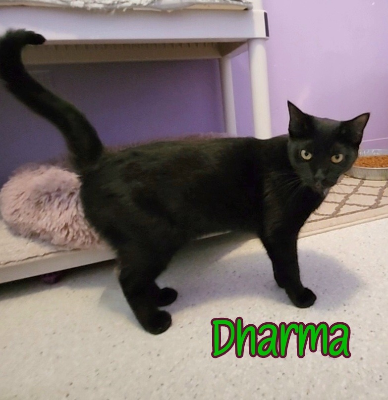 Dharma, an adoptable Domestic Short Hair in Port Clinton, OH, 43452 | Photo Image 5
