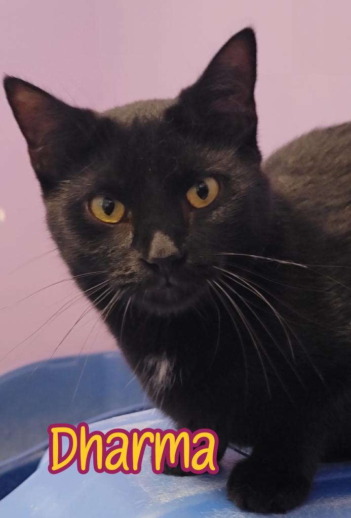 Dharma, an adoptable Domestic Short Hair in Port Clinton, OH, 43452 | Photo Image 6