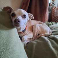 animal shelters las cruces nm on Xotkd J7ppz Gm