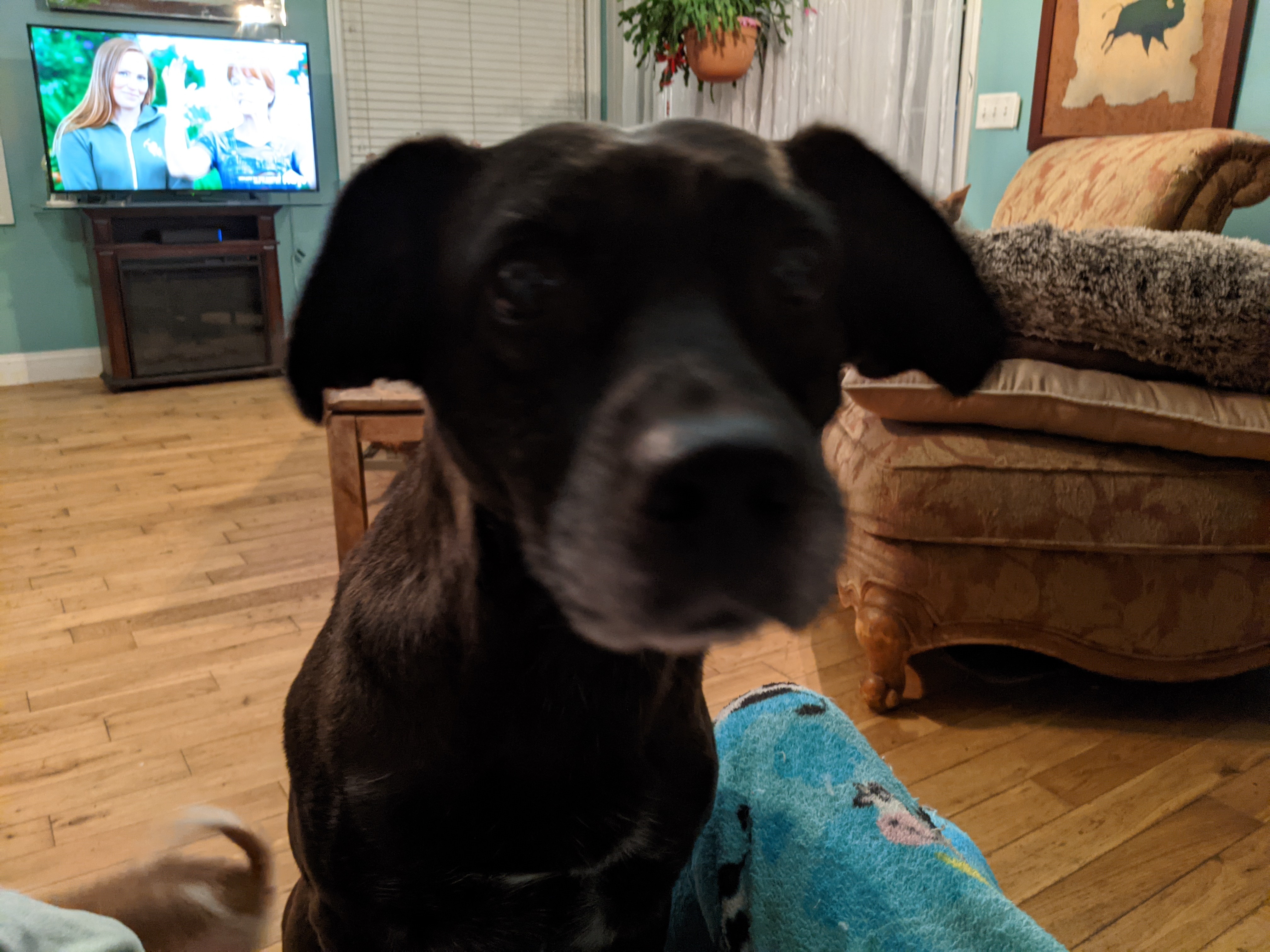 MOLLY, an adoptable Black Labrador Retriever in Granby, CT, 06035 | Photo Image 1