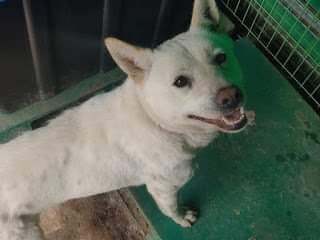 Dog For Adoption Moi A Jindo Mix In Niagara Falls On Petfinder