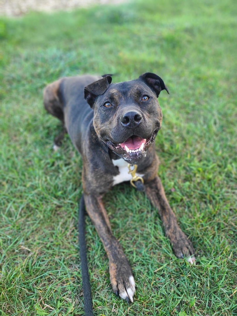 Onyx, an adoptable Mixed Breed in Madison, WI, 53704 | Photo Image 1