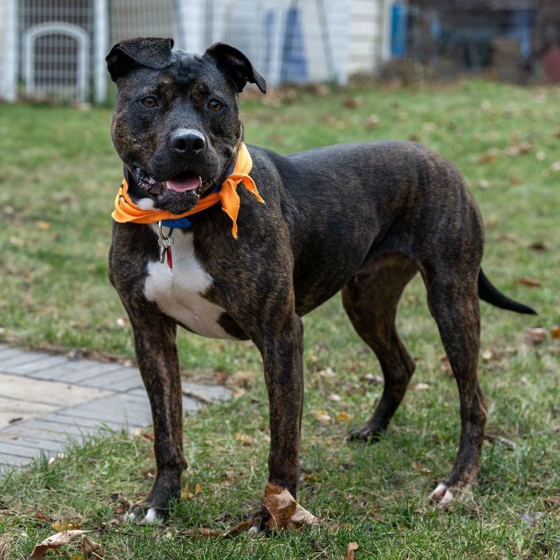 Onyx, an adoptable Mixed Breed in Madison, WI, 53704 | Photo Image 2