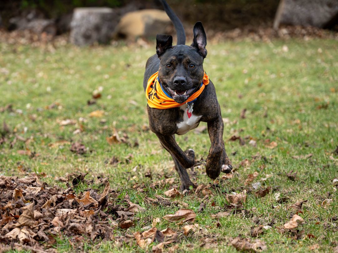 Onyx, an adoptable Mixed Breed in Madison, WI, 53704 | Photo Image 3