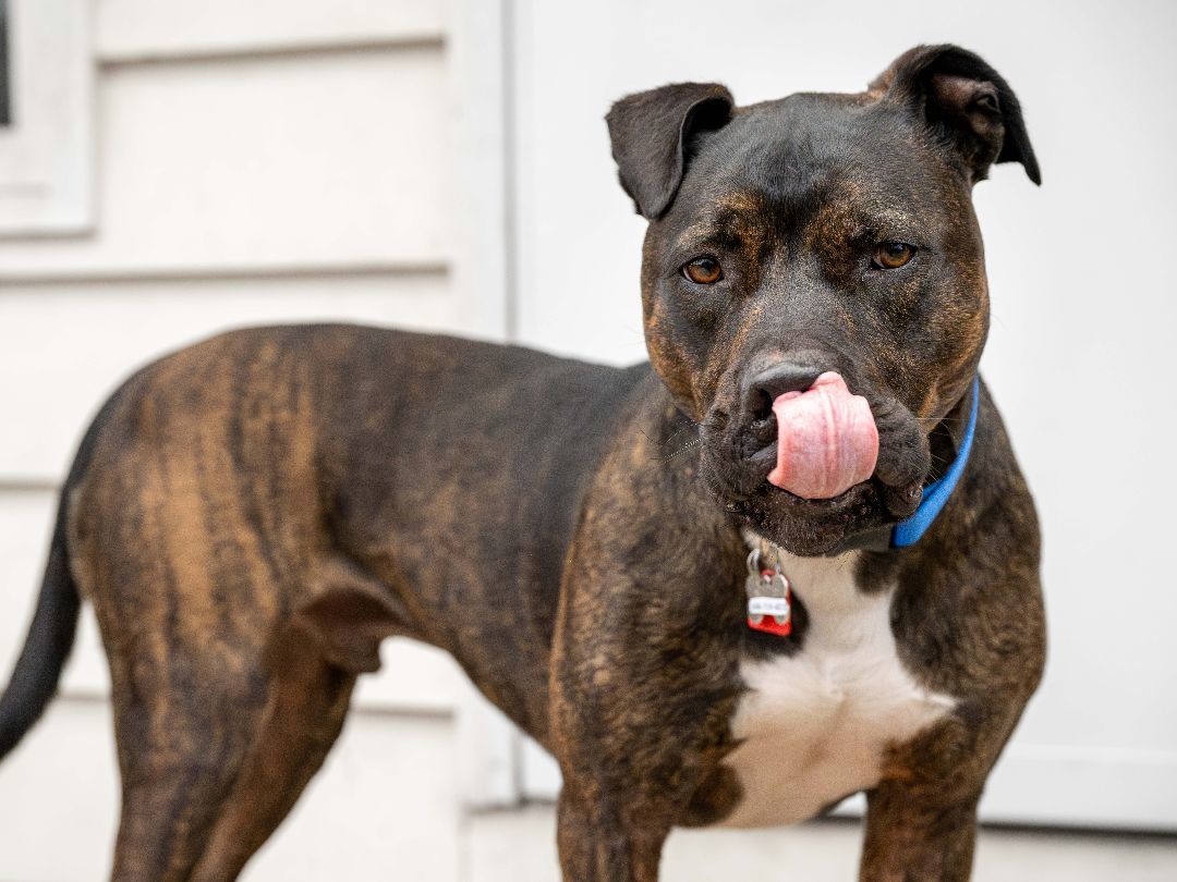 Onyx, an adoptable Mixed Breed in Madison, WI, 53704 | Photo Image 4