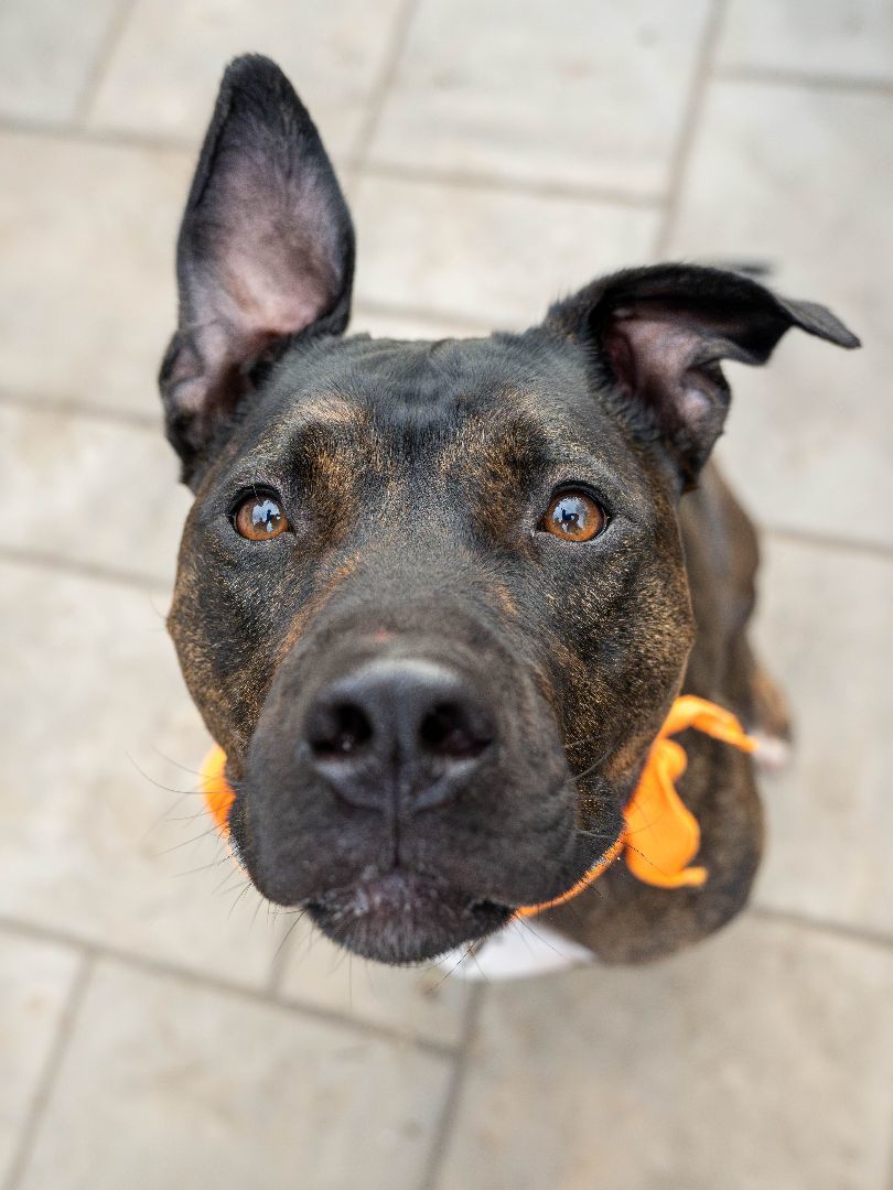 Onyx, an adoptable Mixed Breed in Madison, WI, 53704 | Photo Image 5