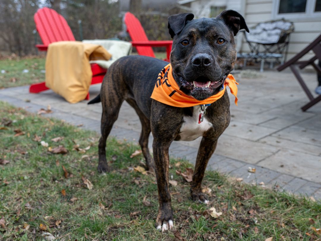 Onyx, an adoptable Mixed Breed in Madison, WI, 53704 | Photo Image 6