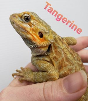 Tangerine