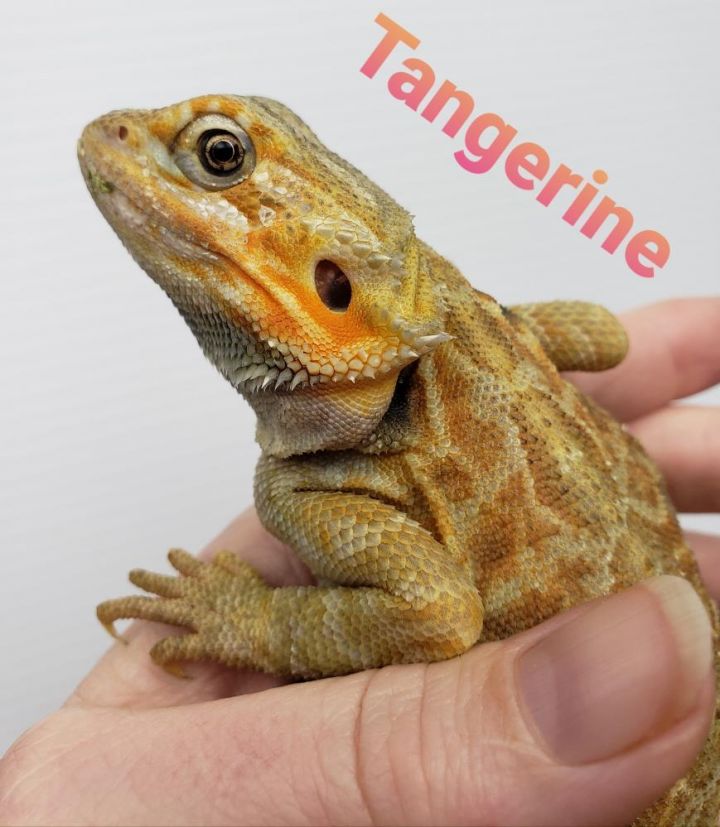 Tangerine 1