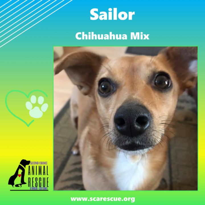 Dog for adoption - Sailor, a Chihuahua Mix in Windsor, ON | Petfinder