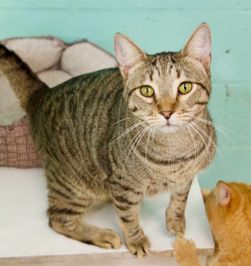 Mistletoe, an adoptable Domestic Short Hair, Tabby in Fort Lauderdale, FL, 33304 | Photo Image 1