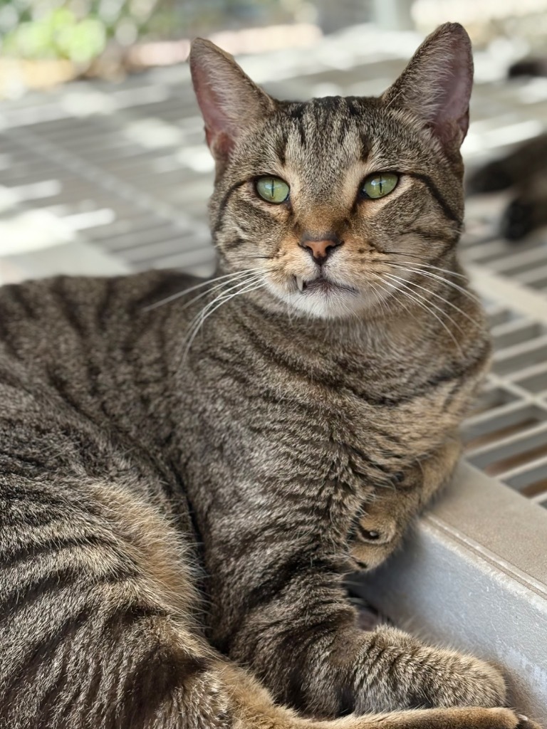 Mistletoe, an adoptable Domestic Short Hair, Tabby in Fort Lauderdale, FL, 33304 | Photo Image 1