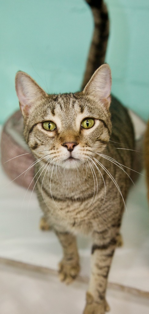 Mistletoe, an adoptable Domestic Short Hair, Tabby in Fort Lauderdale, FL, 33304 | Photo Image 2