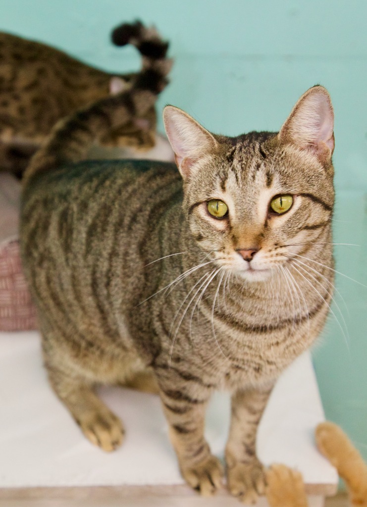 Mistletoe, an adoptable Domestic Short Hair, Tabby in Fort Lauderdale, FL, 33304 | Photo Image 3