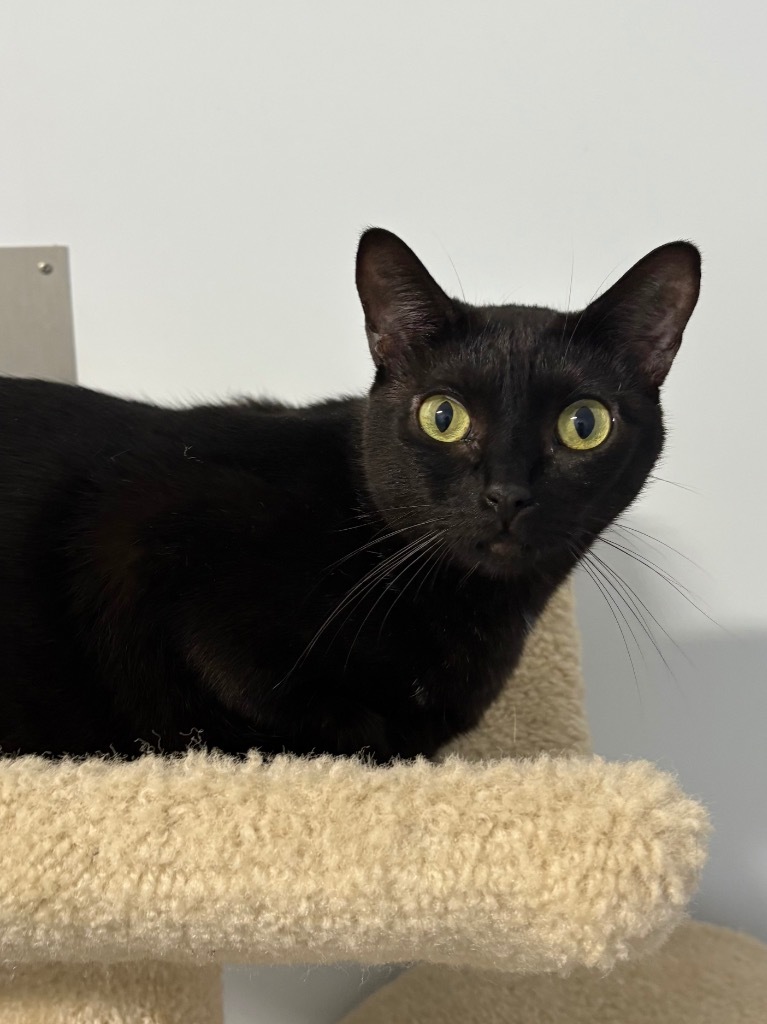 Stuffing, an adoptable Domestic Short Hair in Fort Lauderdale, FL, 33304 | Photo Image 1