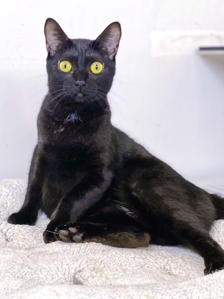 Stuffing, an adoptable Domestic Short Hair in Fort Lauderdale, FL, 33304 | Photo Image 2
