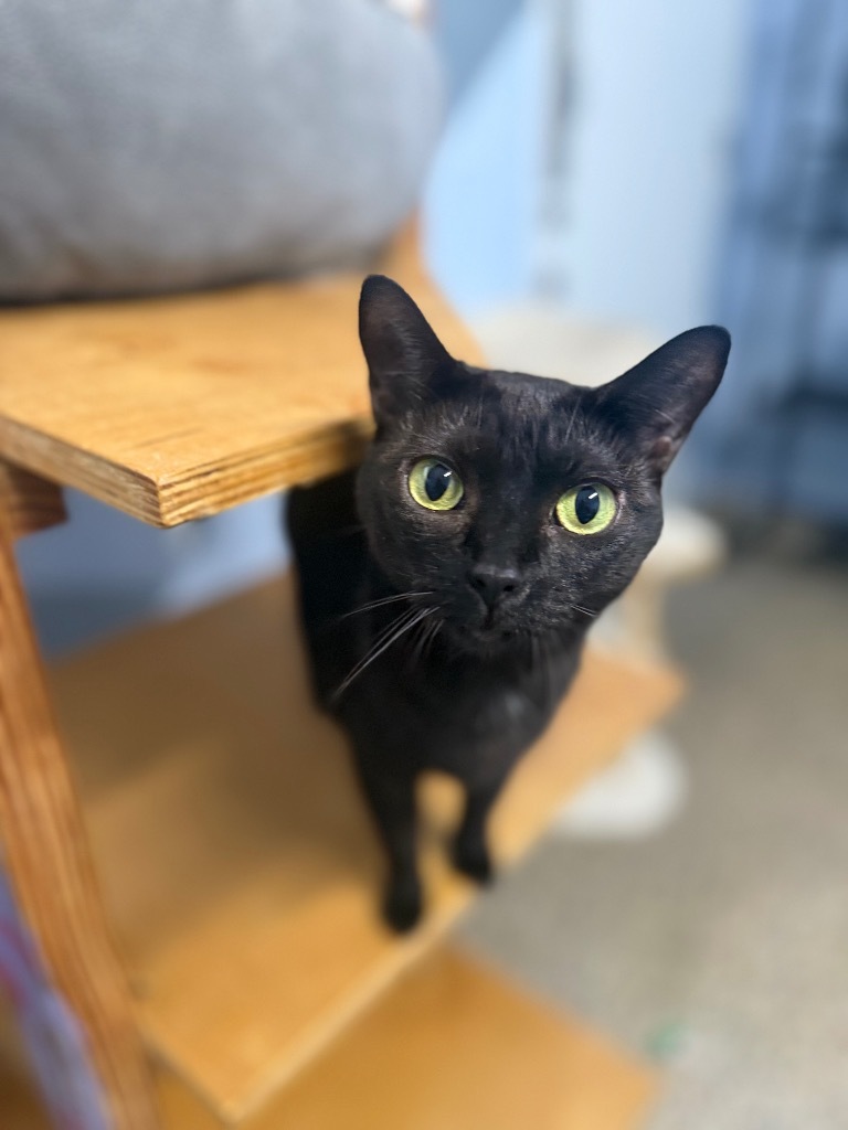 Stuffing, an adoptable Domestic Short Hair in Fort Lauderdale, FL, 33304 | Photo Image 3