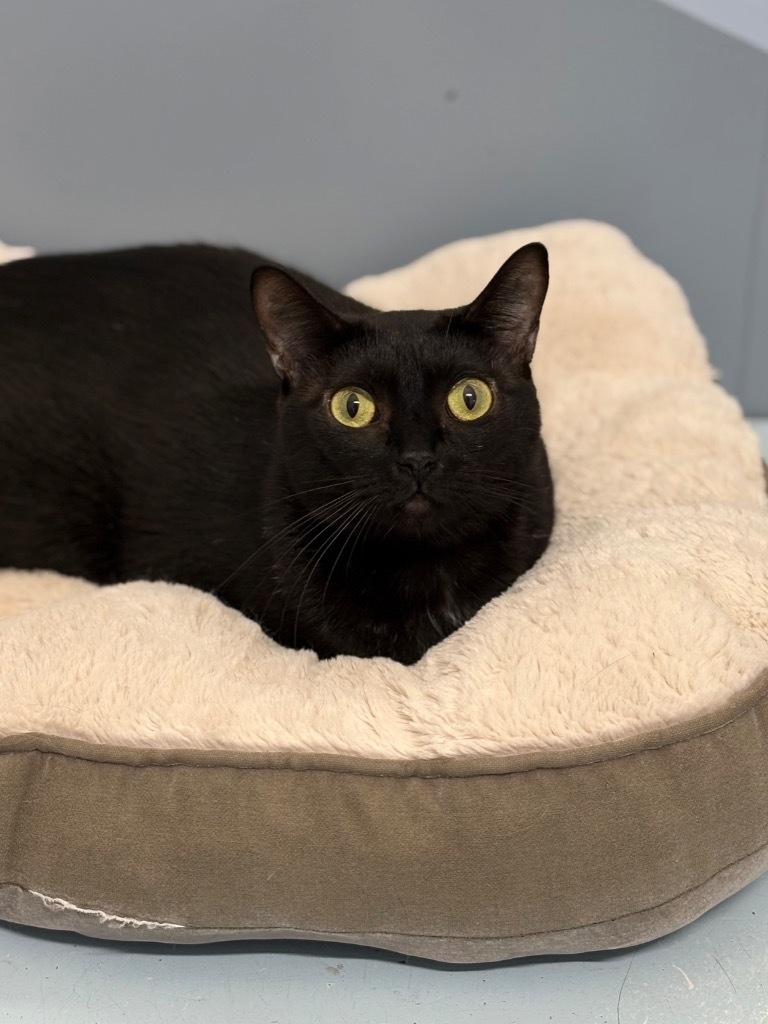 Stuffing, an adoptable Domestic Short Hair in Fort Lauderdale, FL, 33304 | Photo Image 4
