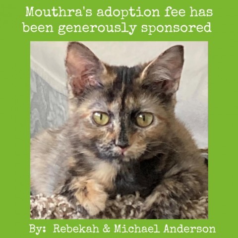 Mouthra, an adoptable Domestic Short Hair in Lynchburg, VA, 24502 | Photo Image 1