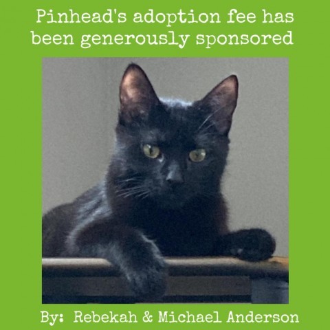 Pinhead, an adoptable Domestic Short Hair in Lynchburg, VA, 24502 | Photo Image 1