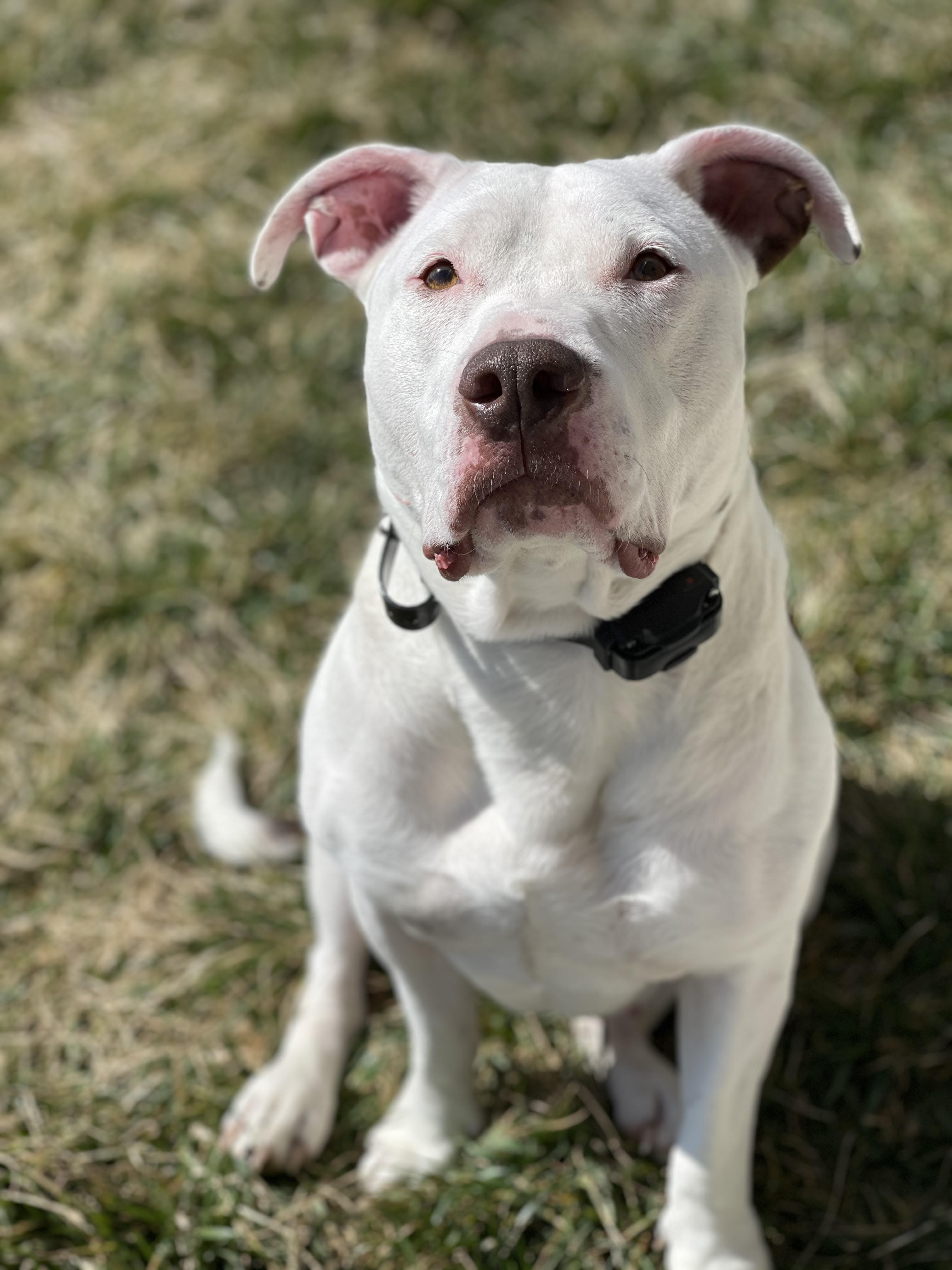 CeCe, an adoptable Staffordshire Bull Terrier in Princeton, KY, 42445 | Photo Image 2