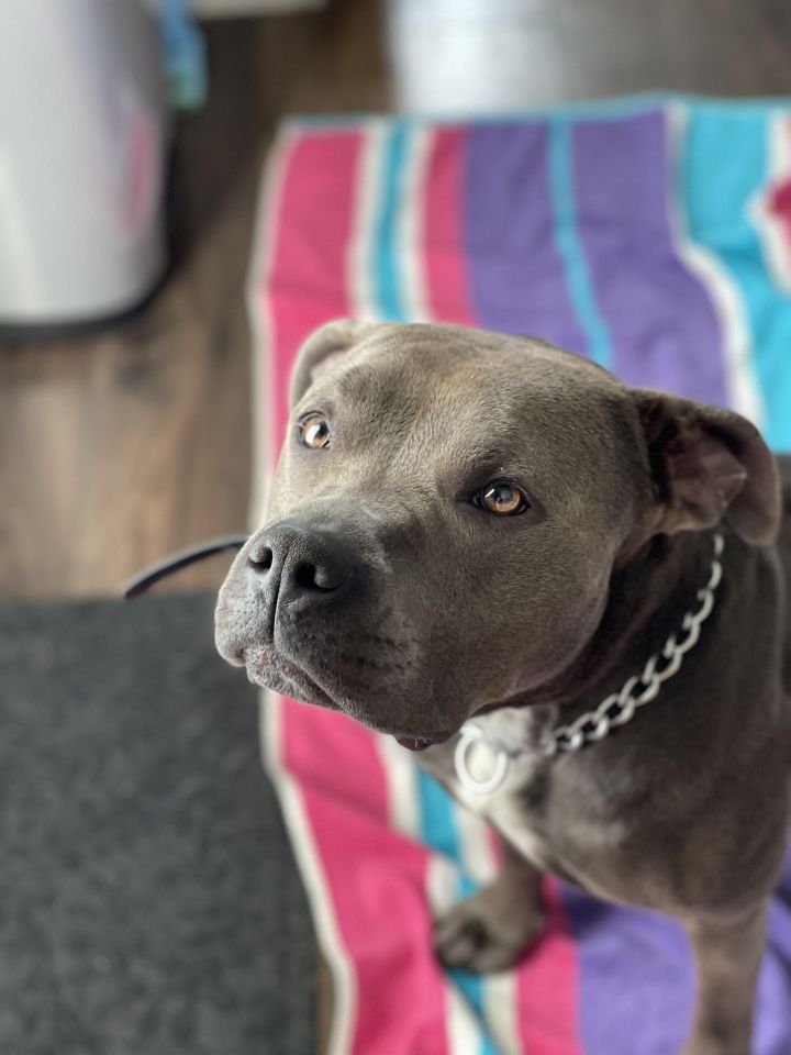 Staffordshire bull store terrier near me