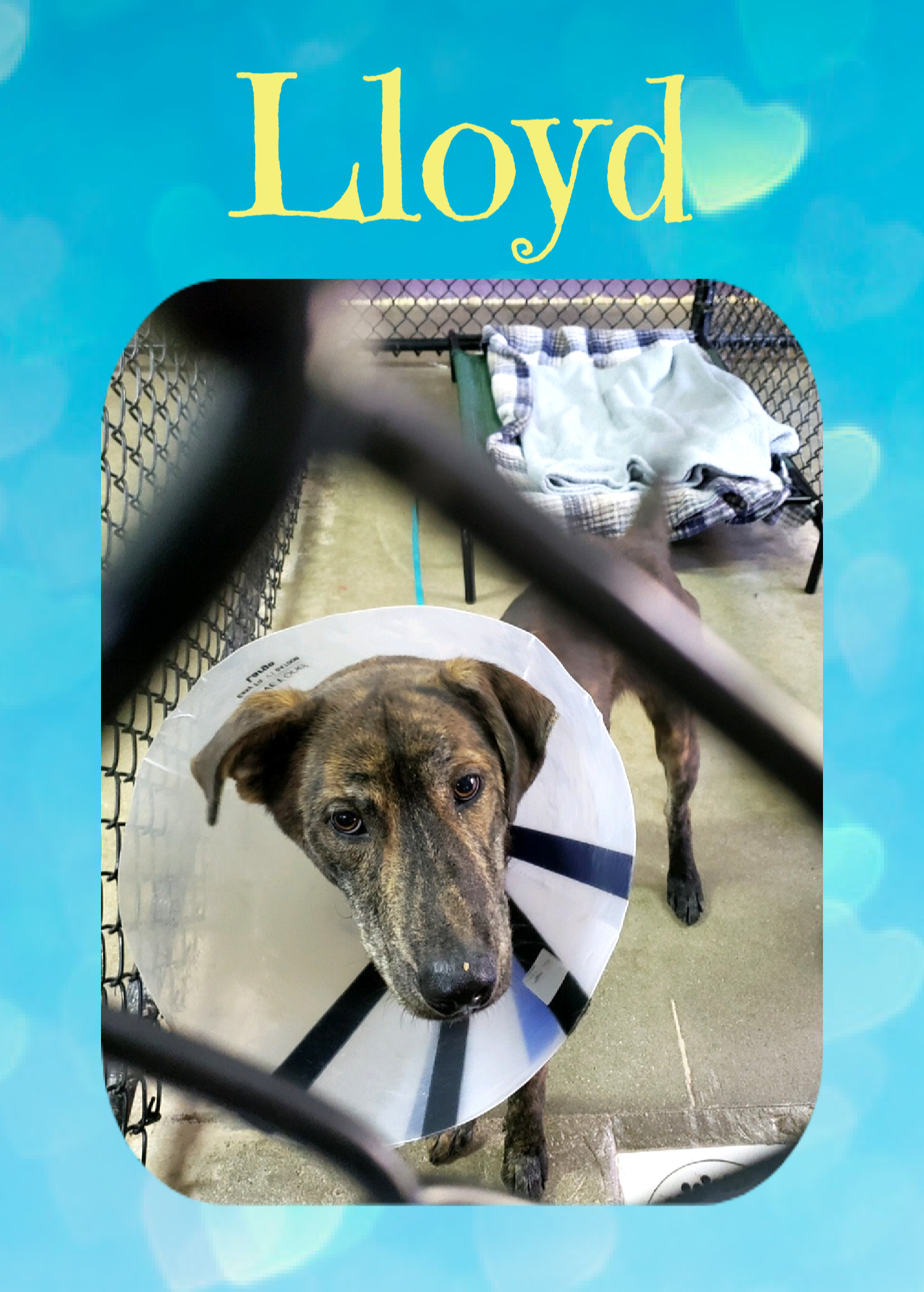 Lloyd, an adoptable Labrador Retriever in Monticello, IN, 47960 | Photo Image 2