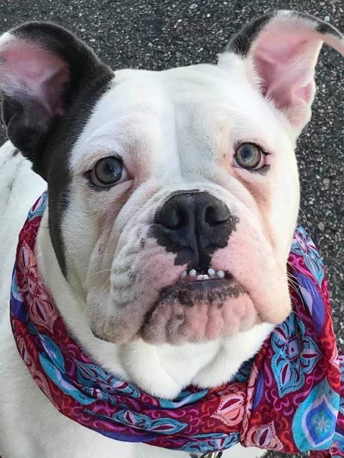 Dog For Adoption Helga No Longer Accepting Applications An English Bulldog In Plymouth Mn Petfinder