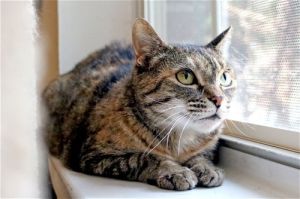 Lucky Torbie Cat Pets Buford Ga Recycler Com