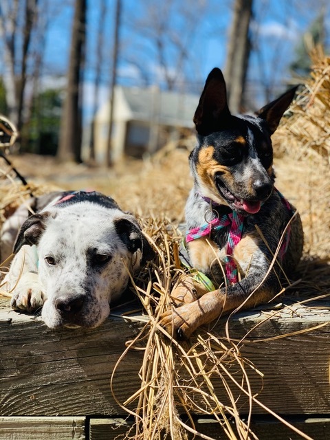 Rudy, an adopted Cattle Dog Mix in South Plainfield, NJ_image-2