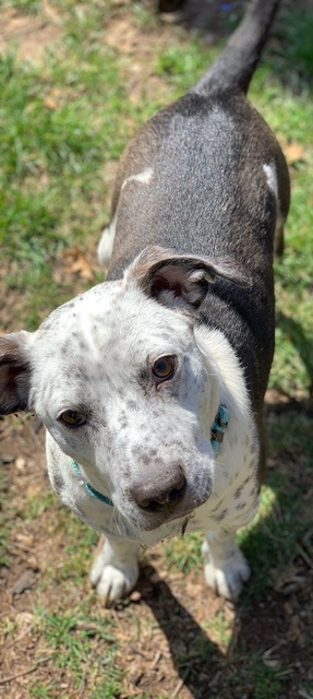 Rudy, an adopted Cattle Dog Mix in South Plainfield, NJ_image-5