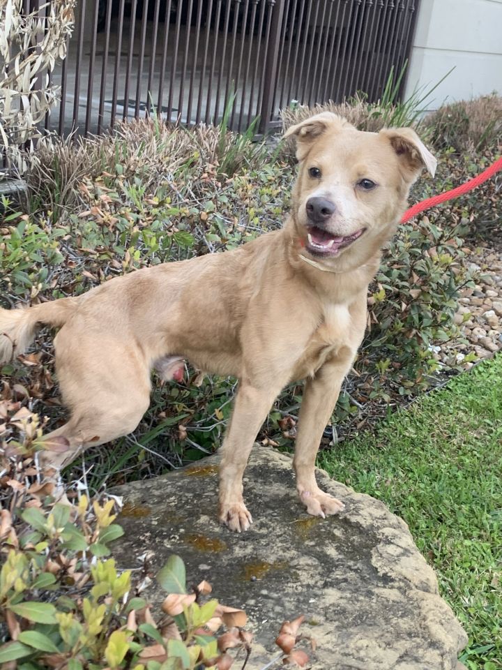 Dog For Adoption Crosby A Golden Retriever Lurcher Mix In Houston Tx Petfinder