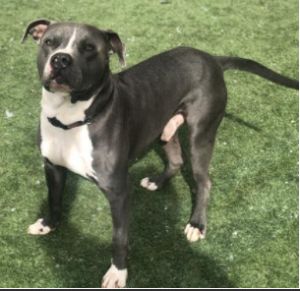 Dogs For Adoption Near Gaithersburg Md Petfinder