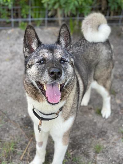 Rani, an adoptable Akita in Jacksonville, FL, 32207 | Photo Image 1