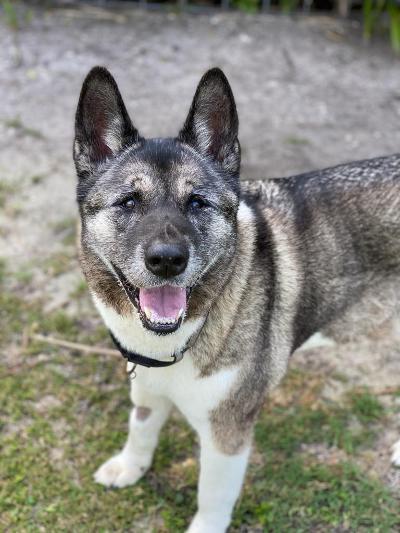 Rani, an adoptable Akita in Jacksonville, FL, 32207 | Photo Image 4