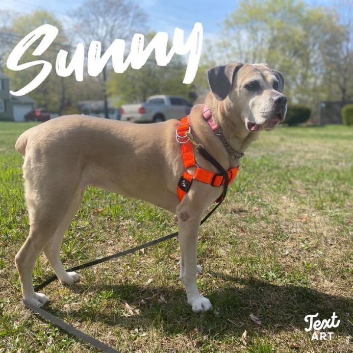 Sunny, an adoptable Cane Corso Mix in Medford, NY_image-5