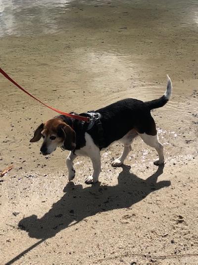 BENNY, an adopted Beagle in Linden, NJ_image-1