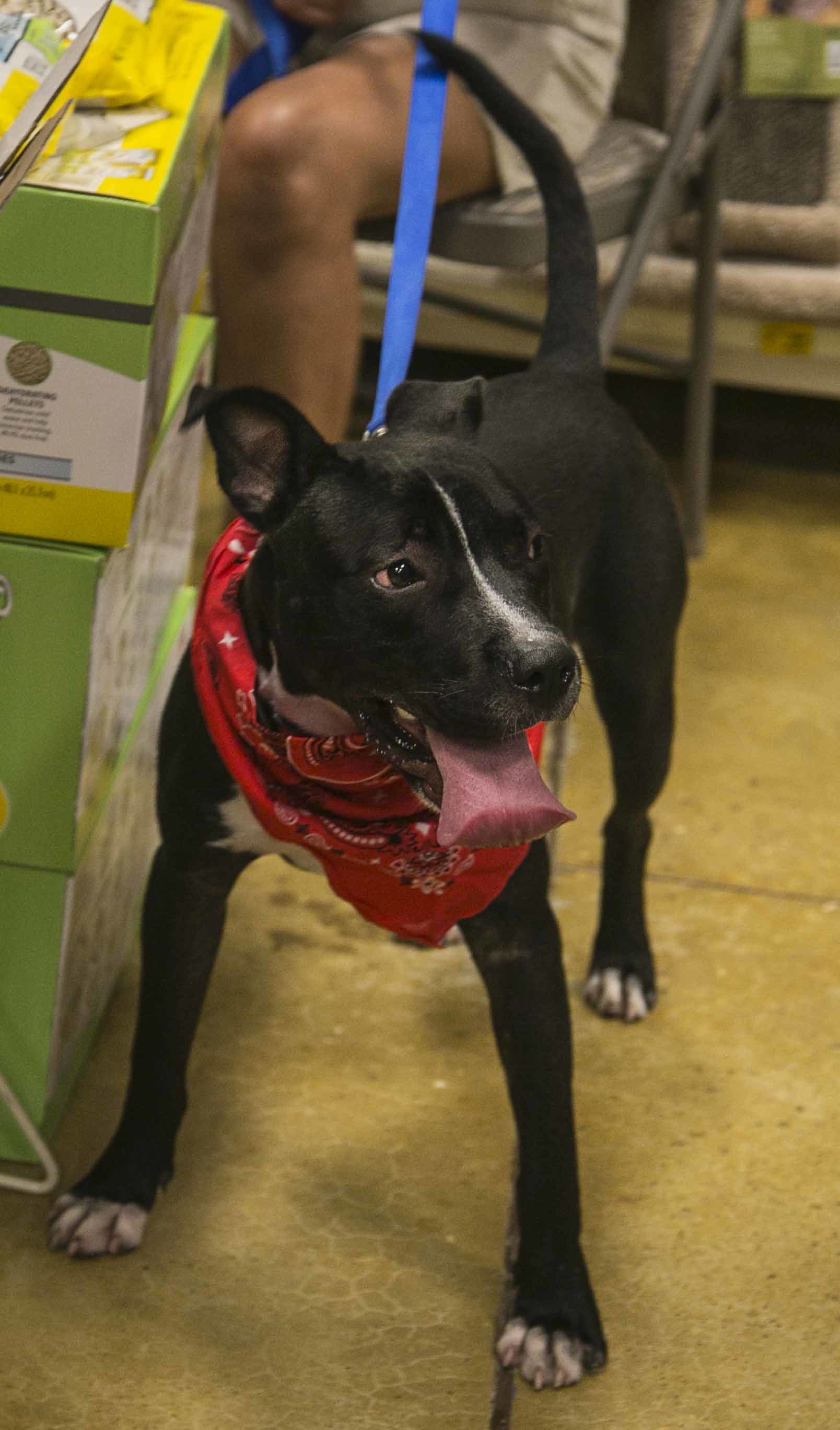 Kodak, an adoptable American Bulldog in Crawfordville, FL, 32327 | Photo Image 1