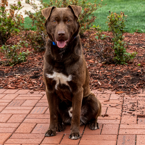Jasper, an adoptable Chocolate Labrador Retriever in Arlington Heights, IL, 60006 | Photo Image 1
