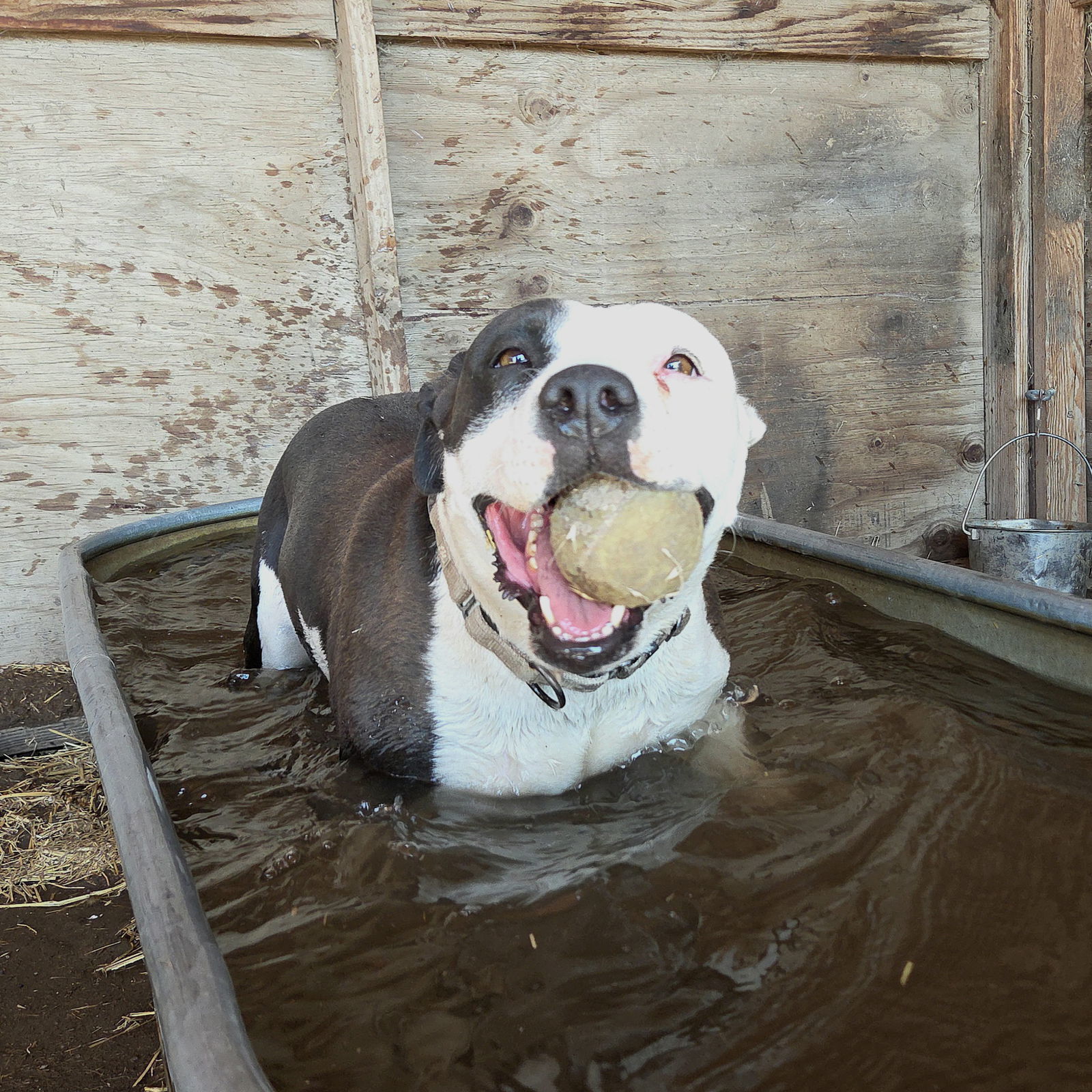 Ramona, an adoptable American Staffordshire Terrier in Yreka, CA, 96097 | Photo Image 1