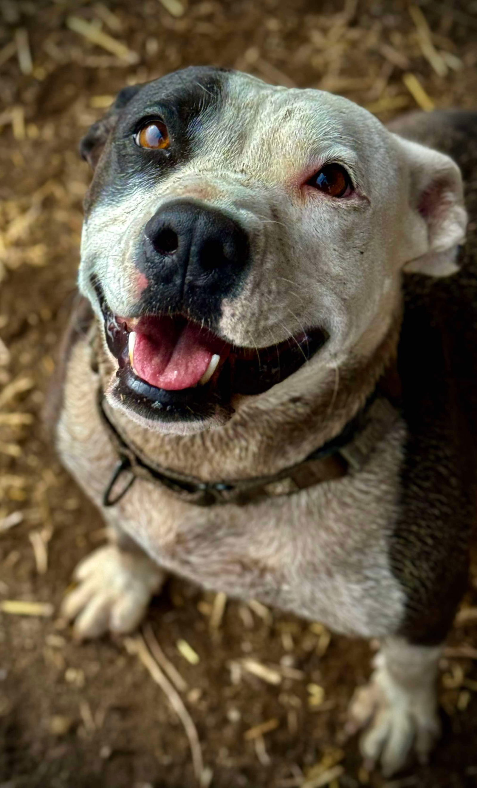 Ramona, an adoptable American Staffordshire Terrier in Yreka, CA, 96097 | Photo Image 2