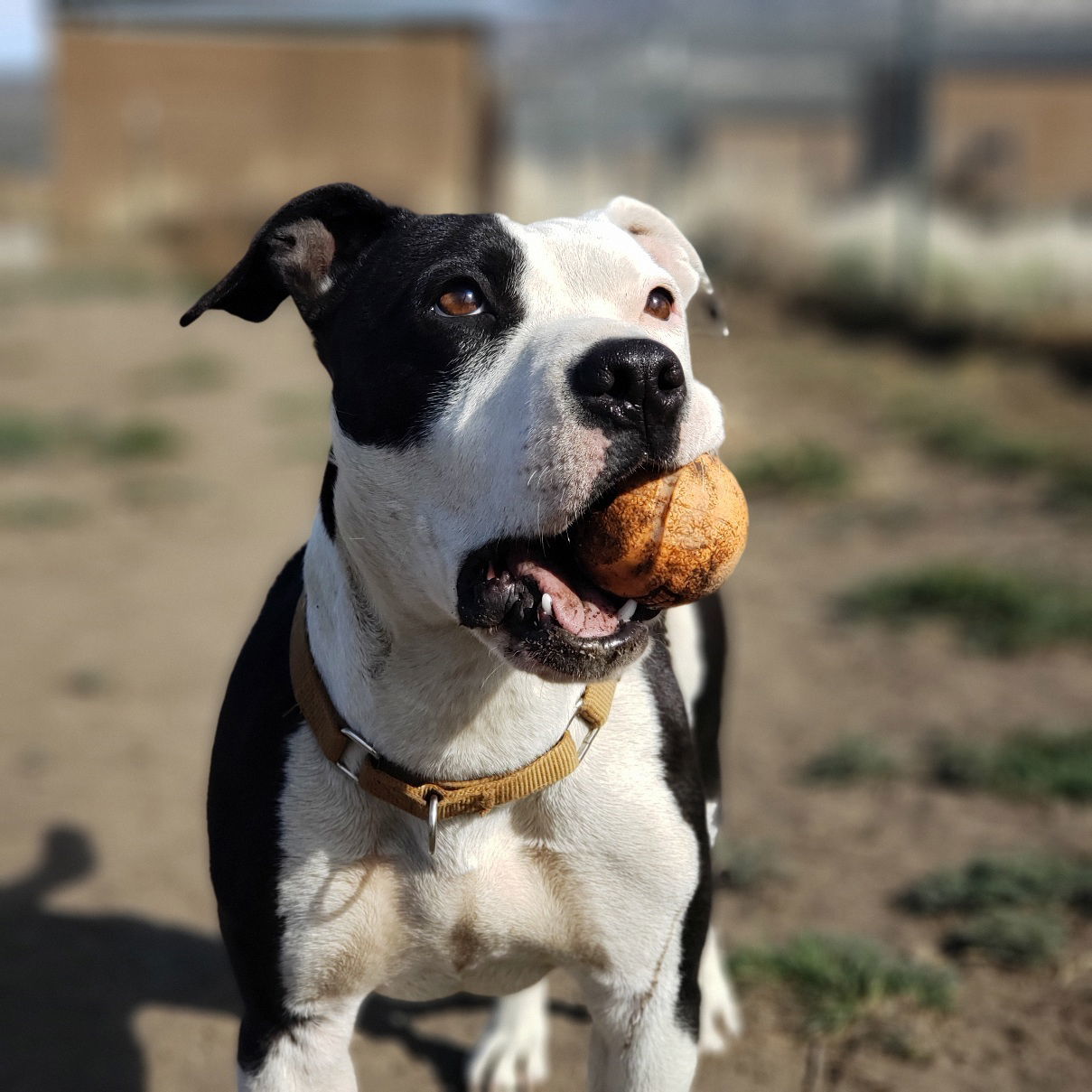 Ramona, an adoptable American Staffordshire Terrier in Yreka, CA, 96097 | Photo Image 2