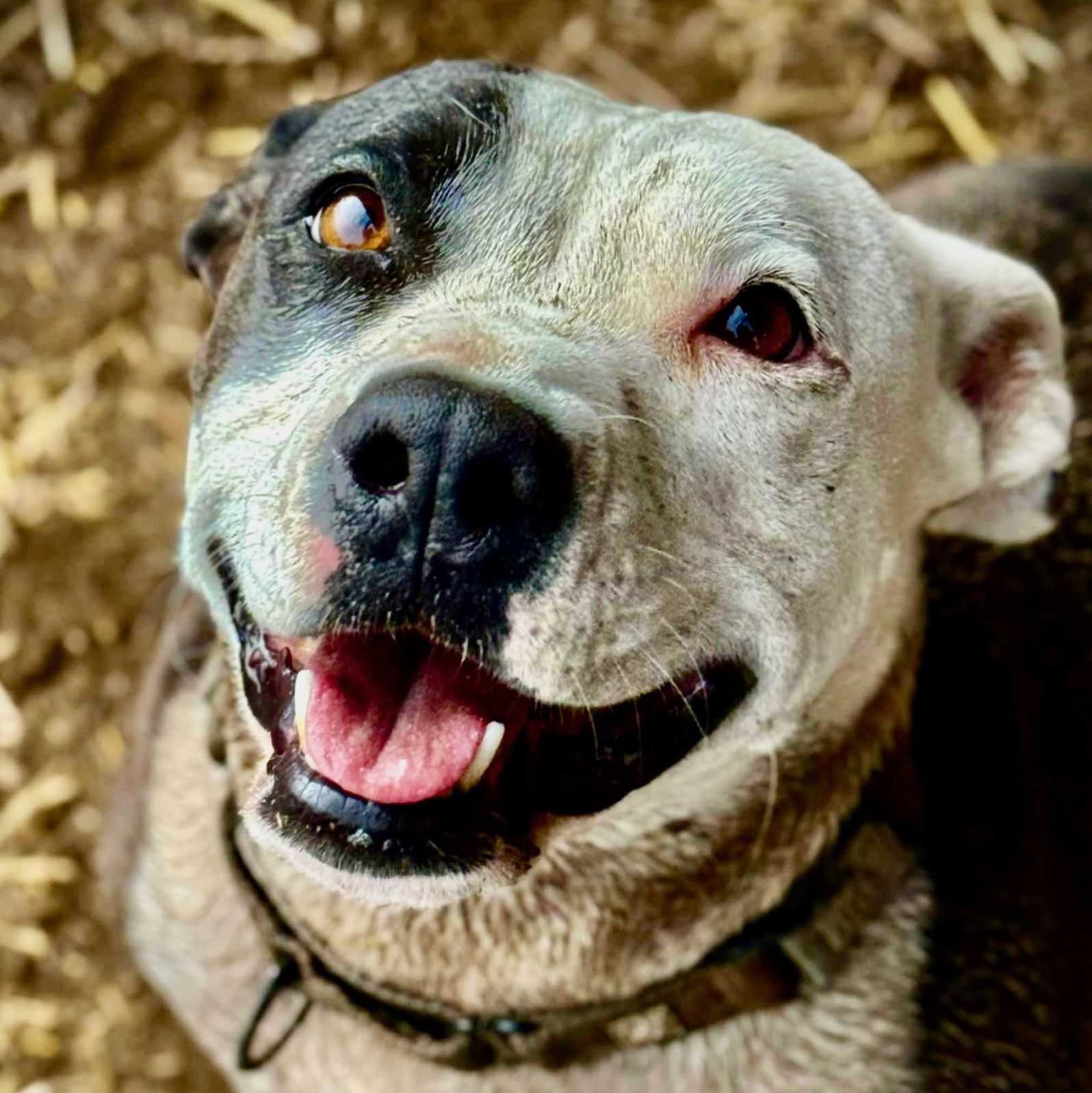 Ramona, an adoptable American Staffordshire Terrier in Yreka, CA, 96097 | Photo Image 2