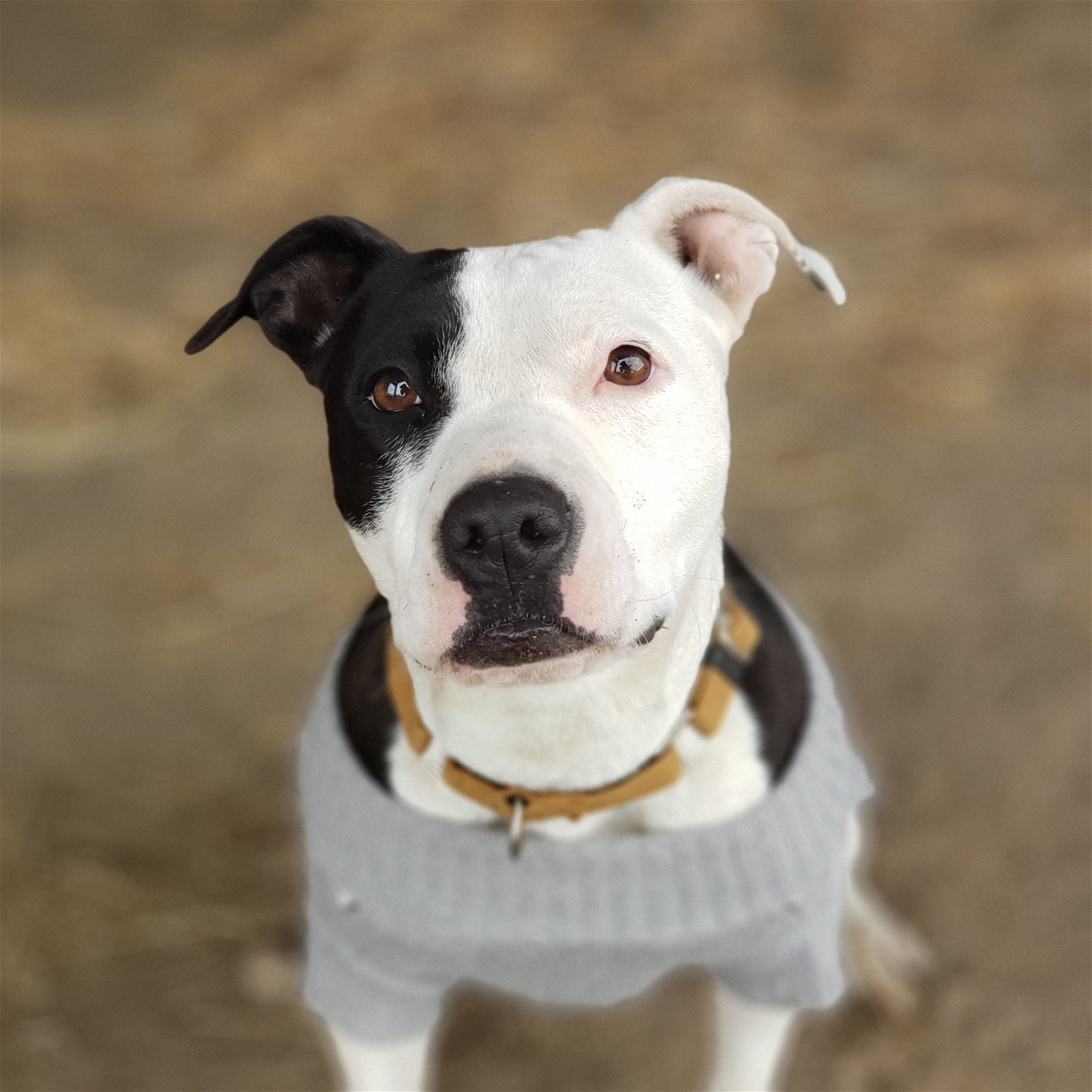 Ramona, an adoptable American Staffordshire Terrier in Yreka, CA, 96097 | Photo Image 3