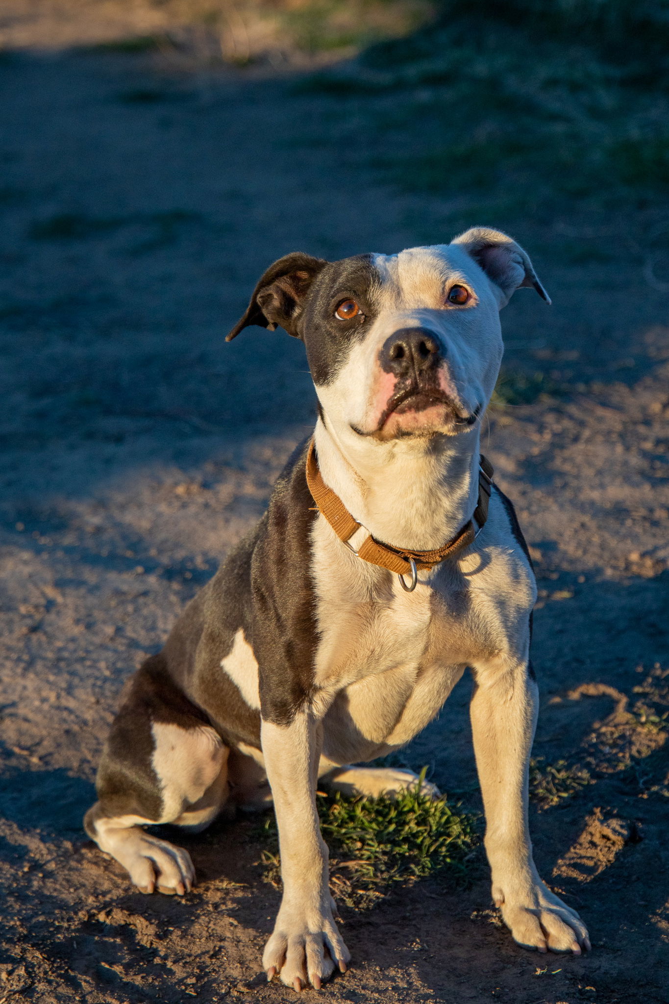 Ramona, an adoptable American Staffordshire Terrier in Yreka, CA, 96097 | Photo Image 3