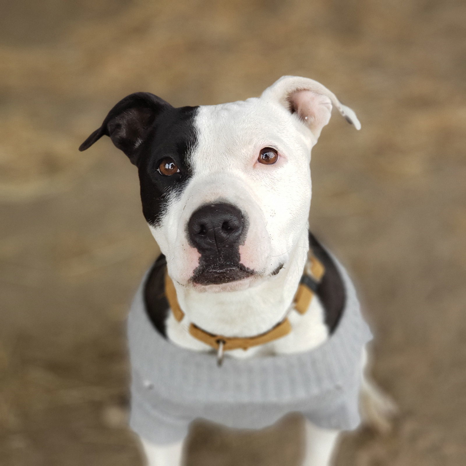 Ramona, an adoptable American Staffordshire Terrier in Yreka, CA, 96097 | Photo Image 3